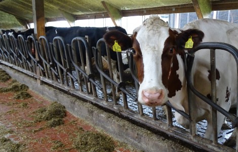Gesunkene Milchpreise bedrohen Hiller Landwirte